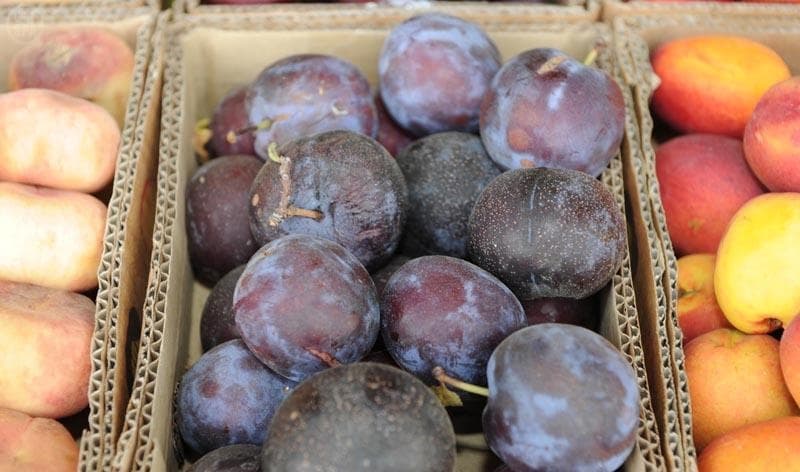 سائحو الطائف يشهدون جني العنب والرمان والتين وعدد من الفواكة الموسمية