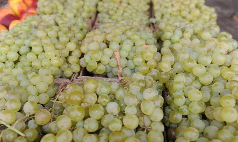 سائحو الطائف يشهدون جني العنب والرمان والتين وعدد من الفواكة الموسمية