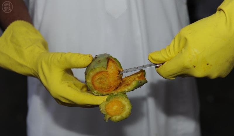 سائحو الطائف يشهدون جني العنب والرمان والتين وعدد من الفواكة الموسمية