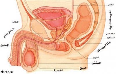 الخصية المهاجرة مشكلة تهدّد خصوبة الطفل.. والحل الجراحي الأكثر فاعلية