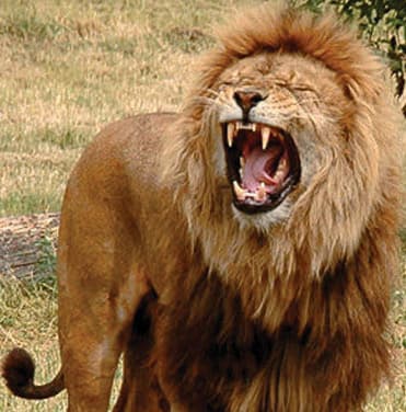 زئير الأسد ومواء القط .. ترتفع الأصوات وتنخفض حسب البيئة