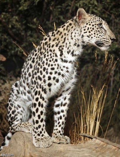 الطائف: تثبيت كاميرات جبلية لرصد مواقع حيوان النمر العربي