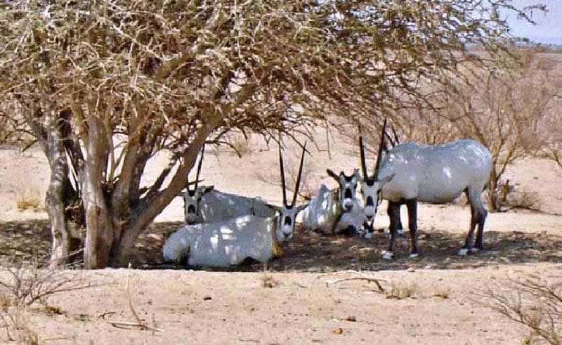 محمية "محازة الصيد" تعيد الغطاء النباتي للمنطقة وتوطّن الحيوانات والطيور النادرة