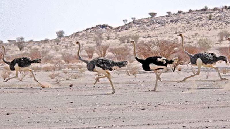 محمية "محازة الصيد" تعيد الغطاء النباتي للمنطقة وتوطّن الحيوانات والطيور النادرة