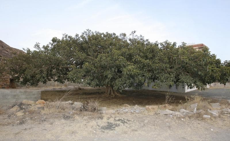 شجرة معمرة في تنومة يزيد عمرها عن 150 سنة وجذورة تصل إلى 40 م