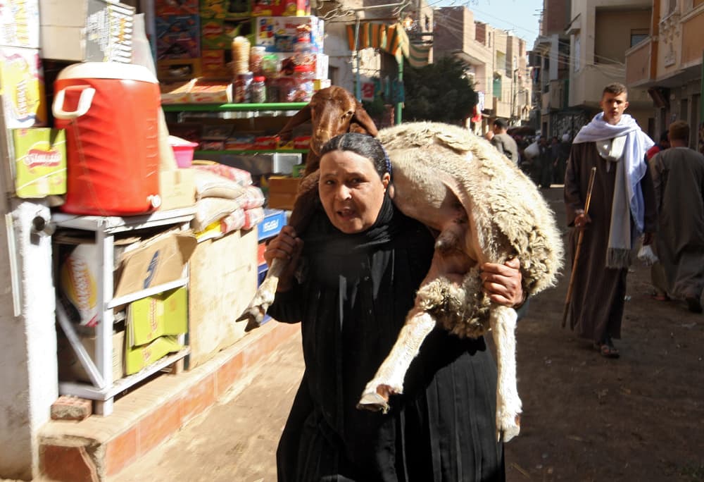 انتعاش كبير لسوق الأضاحي في مصر