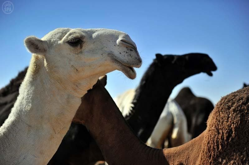 الأمير عبدالله بن سعد : جمال الإبل في الأنف والسنام والرقبة