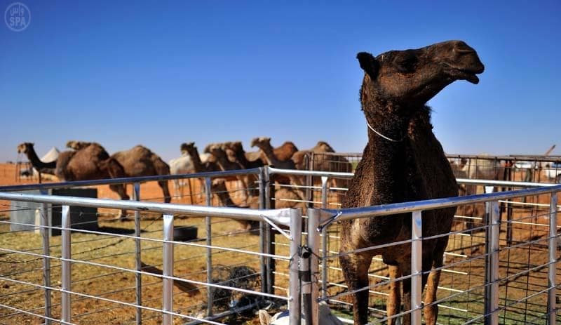 الأمير عبدالله بن سعد : جمال الإبل في الأنف والسنام والرقبة