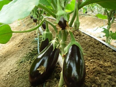 باحثون في " العلوم والتقنية " يطورون محاصيل زراعية تنمو في التربة عالية الملوحة