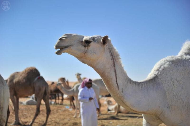 الإبل ودورها التاريخي والاقتصادي في الجزيرة العربية