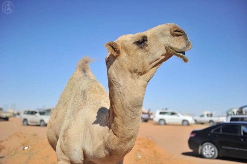 الإبل ودورها التاريخي والاقتصادي في الجزيرة العربية