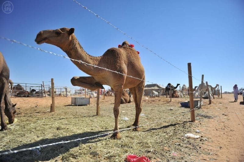 الإبل ودورها التاريخي والاقتصادي في الجزيرة العربية