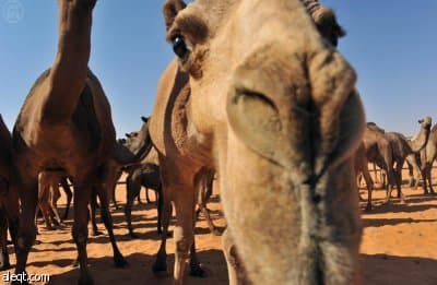 مزايين الأبل : 1.5 مليار ريال تتحرك خيلاء على أرض أم رقيبه