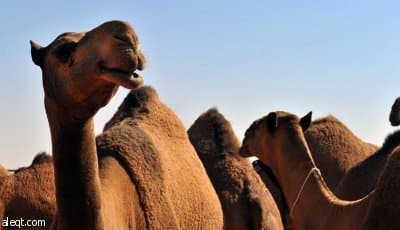 مزايين الأبل : 1.5 مليار ريال تتحرك خيلاء على أرض أم رقيبه