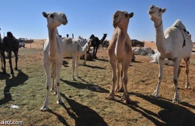 مزايين الأبل : 1.5 مليار ريال تتحرك خيلاء على أرض أم رقيبه