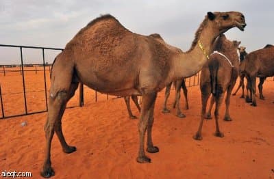 مزايين الأبل : 1.5 مليار ريال تتحرك خيلاء على أرض أم رقيبه