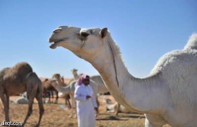 مزايين الأبل : 1.5 مليار ريال تتحرك خيلاء على أرض أم رقيبه