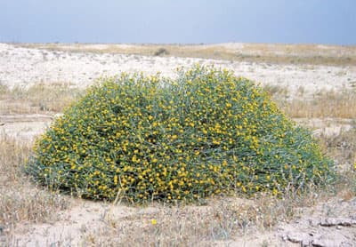 «العرفج» مهددة بالانقراض.. وجهود للحد من الاتجار بها واستخدامها كعلف للماشية