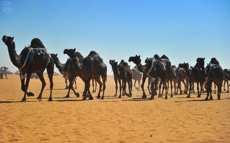 إعلان أسماء الفائزين  في مهرجان جائزة الملك عبدالعزيز لمزاين الإبل
