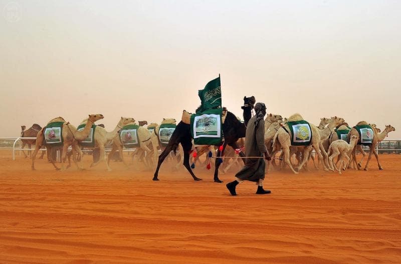 إعلان أسماء الفائزين  في مهرجان جائزة الملك عبدالعزيز لمزاين الإبل