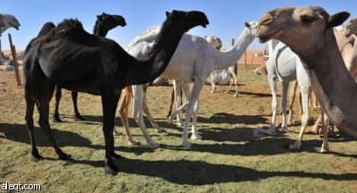 فريق بحثي عربي يتوصل لعلاج السرطان من أبوال وحليب الإبل