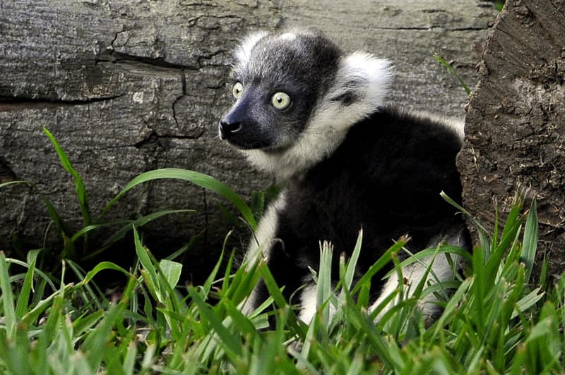 نوع من أنواع القرود يسمى ( ليمور ) في حديقة حيوان كالي في كولومبيا