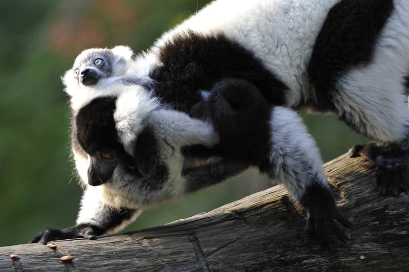 نوع من أنواع القرود يسمى ( ليمور ) في حديقة حيوان كالي في كولومبيا