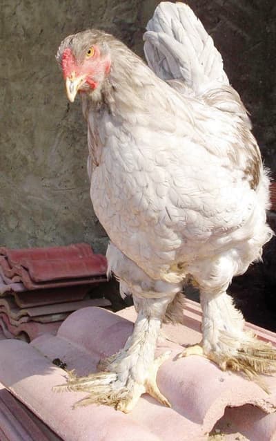 دراسة: الدجاج يتعب نفسيا لمعاناة فراخه