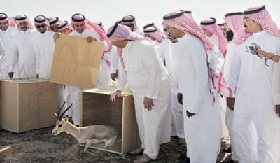 افتتاح محمية «بسيطا» في الجوف