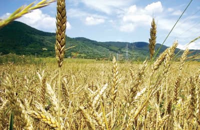 «بذور معدلة وراثيا» تكفل استدامة الزراعة لتلبية احتياجات العالم