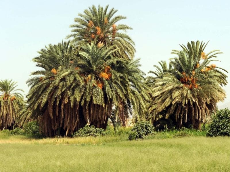 نجران .. عاصمة التمر الجنوبي