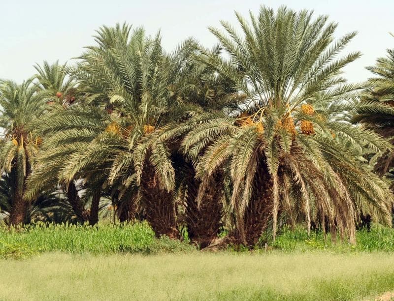 نجران .. عاصمة التمر الجنوبي