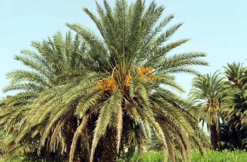 نجران .. عاصمة التمر الجنوبي