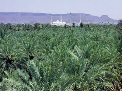 مشروع «أوقاف المزارع» .. حلم أرجو أن يحققه أمير المدينة