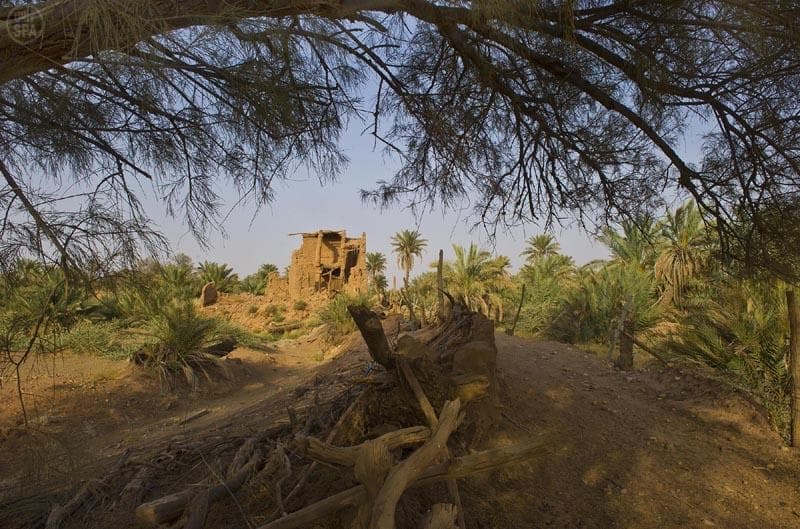 رحم نجد .. " أشيقر " تاريخ يتجدد في قرية وسط الرمال