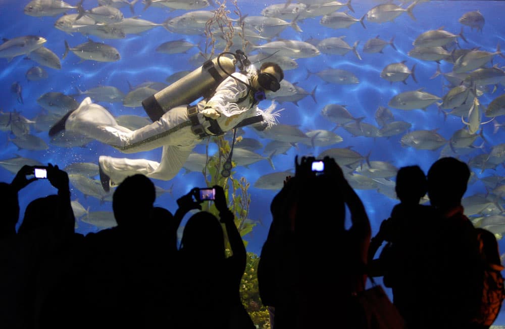 غطاس محترف داخل حوض ماء الأسماك إمام مشاهدة من الجماهير