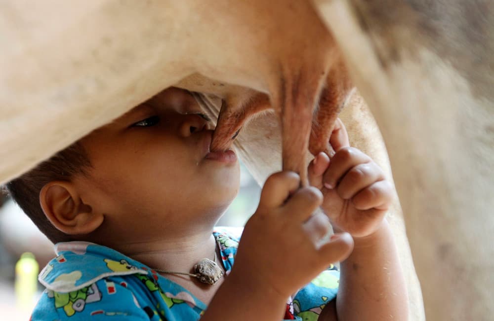 طفل يرضع من بقرة في أحد القرى في  تايلاند