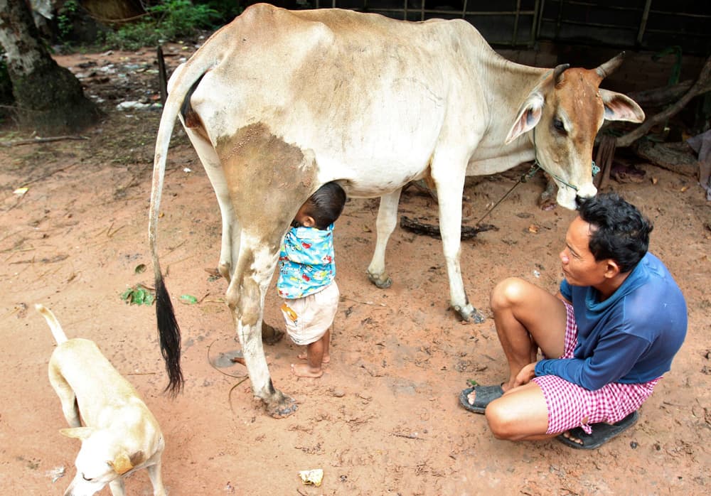 طفل يرضع من بقرة في أحد القرى في  تايلاند