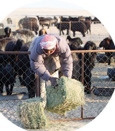 استطلاع للاقتصادية : الرعاة يعيشون القسوة والمخاطر في النفود