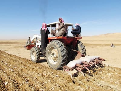 السعوديون يعيدون إحياء زراعة «البعول»