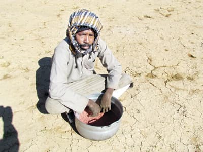 السعوديون يعيدون إحياء زراعة «البعول»