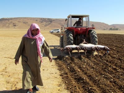 السعوديون يعيدون إحياء زراعة «البعول»