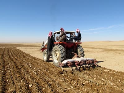 السعوديون يعيدون إحياء زراعة «البعول»