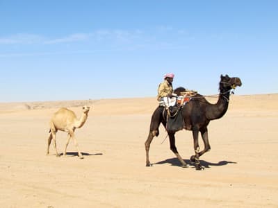 السعوديون يعيدون إحياء زراعة «البعول»