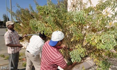 الطائف : موسم "الطرف" يحل .. والمزارعون يبدؤون تقليم أشجار الورد