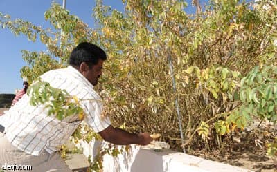 الطائف : موسم "الطرف" يحل .. والمزارعون يبدؤون تقليم أشجار الورد