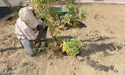 الطائف : موسم "الطرف" يحل .. والمزارعون يبدؤون تقليم أشجار الورد