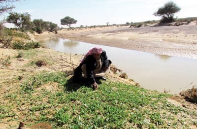 ربيع مرتقب في الخفس والعتش والتنهات وخريم