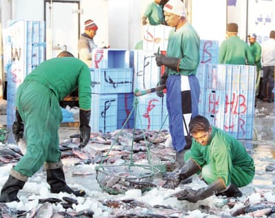 توجيه ملكي يعفي الصيادين من القروض وينقذ المهنة