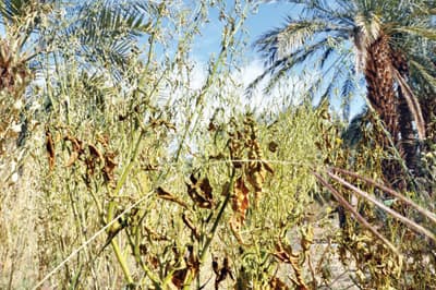وزارة الزراعة لـ "الاقتصادية" : دخول الطماطم الأردنية مشروط بالمواصفات